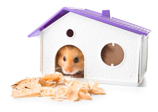 Hamsterhaus, welches Haus für Hamster, HamsterSchlafhaus, Hamsterhöle, Tierschutz, Nagetiere, süsse Hamster, Hamsterliebe, Ben Nager, www.bennagerbooks.com