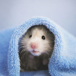 welches Hamsterschlafhaus, Hamsterhaus, süsse Hamster, Goldhamsterliebe, Hamsterhöhle, Haus für Hamster, Hamstervilla, HamsterHaltung&Pflege, Tierschutz, Nagetiere, www.bennagerbooks.com