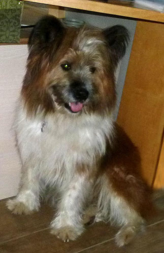 Therapiehund Assistenzhund glatt wuschelig rau Hundeschule 