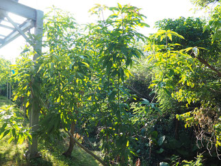 レッドキーツマンゴー　2025/10/18