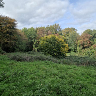 A small autumn glade in a wood