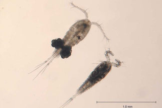 Männliche und Weibliche (oben) Cyclops bicuspidatus. Die Hüpferlinge werden 0,5–1 mm lang. Sie gliedern sich deutlich in zwei Körperabschnitte. Foto: Wikepedia