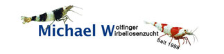 Wolfinger Garnelen Zucht