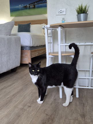 Kater Felix in der Ferienwohnung