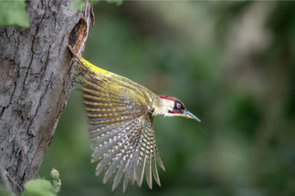 Grünspecht im Flug (Foto: Ansgar Forster, LBV Bildarchiv)