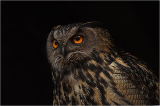 Uhu (Foto Herbert Henderkes, LBV Bildarchiv)