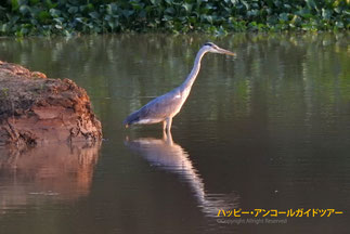 ベン・ピー・ラン自然観察