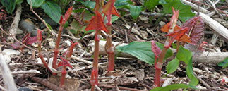 Japanese knotweed shoots that grow to 7ft tall