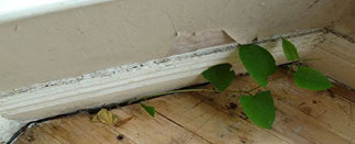 Japanese knotweed can grow through cracks in brickwork through the floor boards in a house.