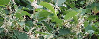 Japanese knotweed looks attractive,  but causes serious problems  as it spreads.