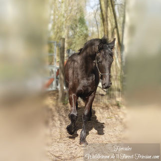 Hercules März 2019  || www.waldfriesen.de www.forest-friesian.com 