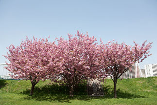 日本　北海道　札幌　河川敷の3本桜