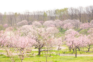 北海道 札幌 平岡公園
