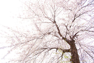 日本　北海道　札幌　cherry tree