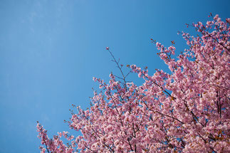 日本　北海道　札幌　青空と桜