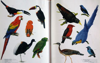 Oiseaux guyanais