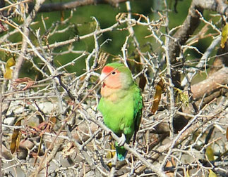 Rosy-faced Lovebird at National Botanical Gardens, Windhoek