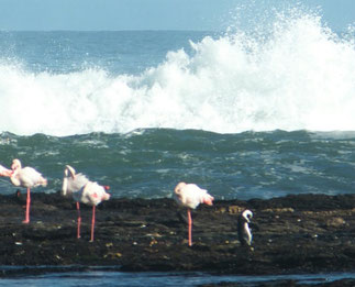 Greater Flamingo at Luderitz