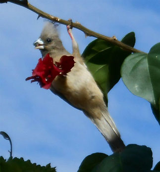 White-backed Mousebird at Cardboard Box B.P, Windhoek