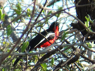 Crimson-breasted Shrike  at Rundu 2014.11.09