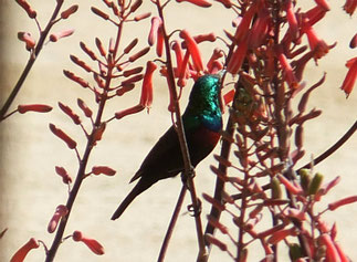 Marico Sunbird at Omaruru