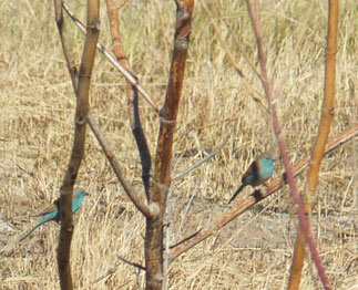 Blue Waxbill at Rundu