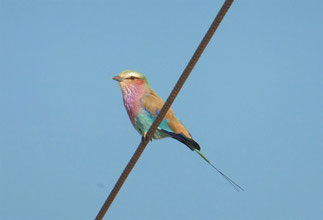 Lilac-breasted Roller at Rundu