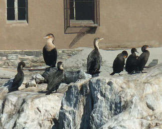White-breasted Cormorant and Cape Cormorant at Luderitz 