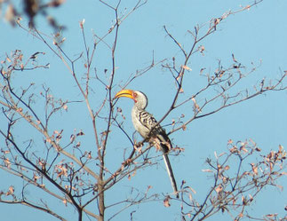 Southern Yellow-billed Hornbill at Tsumkwe