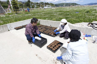 5月　ど根性ひまわり4世種まき