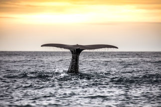 Whale-Watching Tour von Sea-Safari in Andenes Lofoten Norwegen