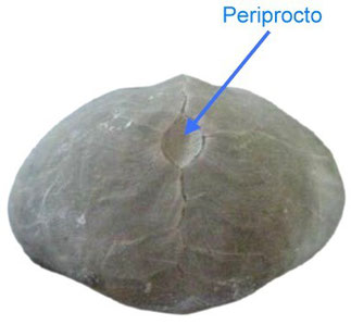 Vista posterior de Micraster leskey (Coniaciense)