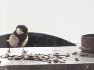 シジュウカラ、かわいい鳥さ!画像