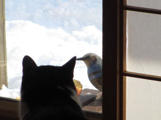 農園のかわいい猫ねこ!画像