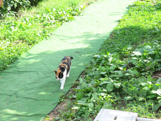 くだもの狩りの畑への入り口と農園の猫