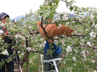 リンゴの花と猫