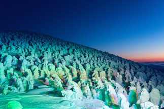 蔵王の樹氷の群れの画像