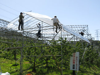 さくらんぼのビニールハウス作業