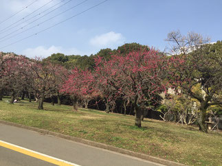 先週の小春日和、駒沢公園にて。梅がたくさん咲いていました。