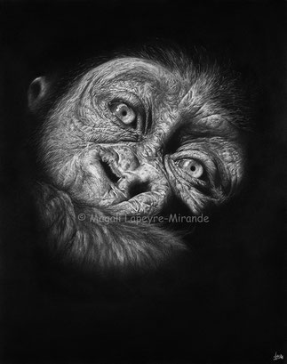 baby gorilla into the light drawing by french pencil artist Magali Lapeyre-Mirande bébé gorille dans la lumière dessin artiste dessinatrice