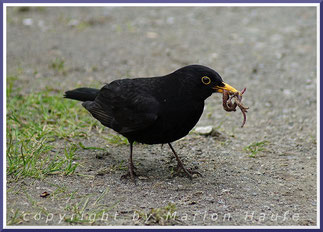 Amsel und Co.
