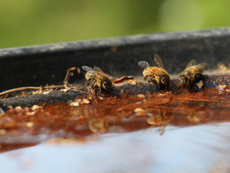 Bienen trinken