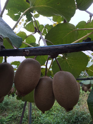 実が大分大きくなりました。Gold Kiwi