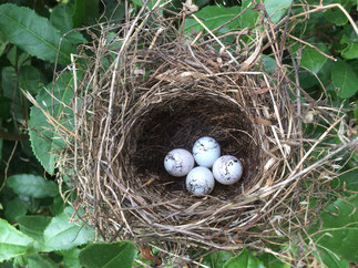 小鳥の巣　Nest of little bird