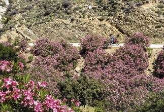 Lila Pause: Oleanderrausch an der Bergstraße zwischen Apiranthos und Moutsouna an der Ostküste.