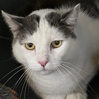 Hofkater Jürgen sucht neues Zuhause