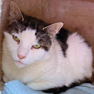 Scheue Schönheit Nairobi sucht ein freies, katzengerechtes Zuhause