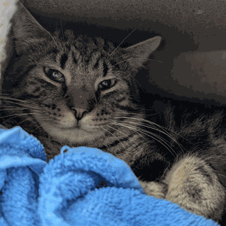Schüchterner getigerter Europäisch Kurzhaar Kater liegt im Tierheim Flensburg auf einer blauen Decke und sucht neues Zuhause mit Freigang
