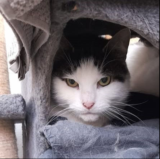 Tierheim Flensburg - Scheue Schönheit Nairobi sucht ein freies, katzengerechtes Zuhause