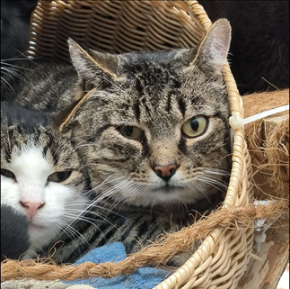 Tierheim Flensburg -  Loris – Menschenscheuer Hofkater sucht ruhigen Platz mit Freigang
